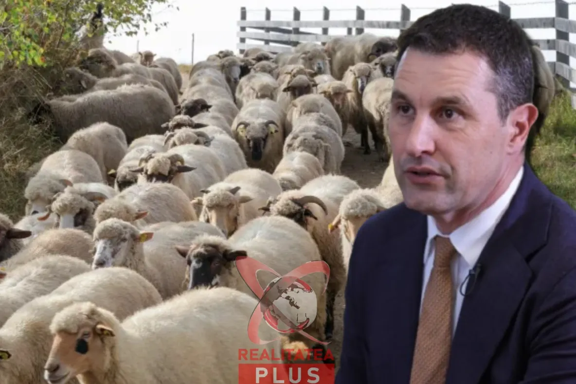 Ministrul Agriculturii, despre pesta micilor rumegătoare:”România trebuie să-şi păstreze poziţia de cel mai mare exportator de ovine din UE”