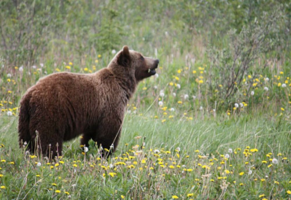 Persoană atacată de urs, în județul Harghita!