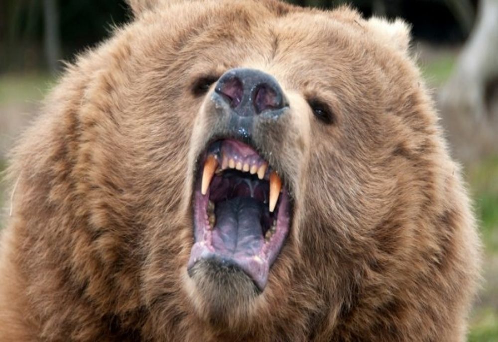 Parlamentarii vor ca urșii agresivi să fie împușcați și în afara localităților. Ministrul Tanczos Barna: „Statistica ne arata că inclusiv în intravilan abuzurile sunt inexistente”