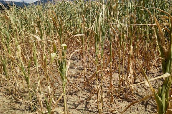 Președintele interimar al PSD a atacat măsurile Guvernului Orban și a anunțat două moțiuni simple în Parlament