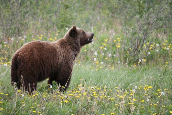 Tanczos Barna: Nu există o relaţie directă între tăierile ilegale de păduri şi apariţia urşilor lângă așezările umane