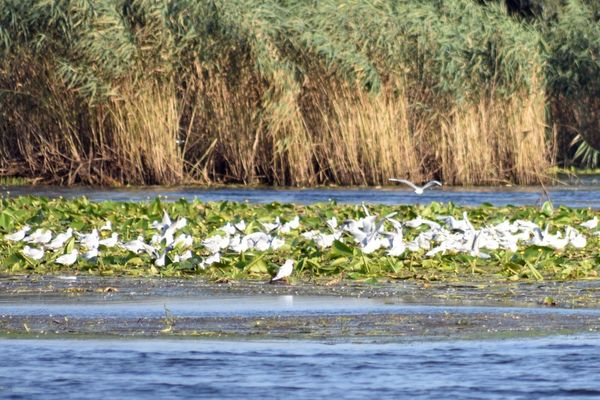 UE verifică banii cheltuiți de România în Deltă - ancheta vizează peste 1 miliard de euro