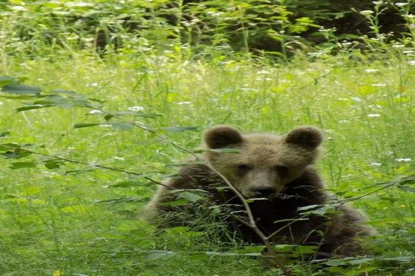 Ordonanța de urgență care va permite împușcarea urșilor agresivi va intra luni în procedura de avizare interministerială