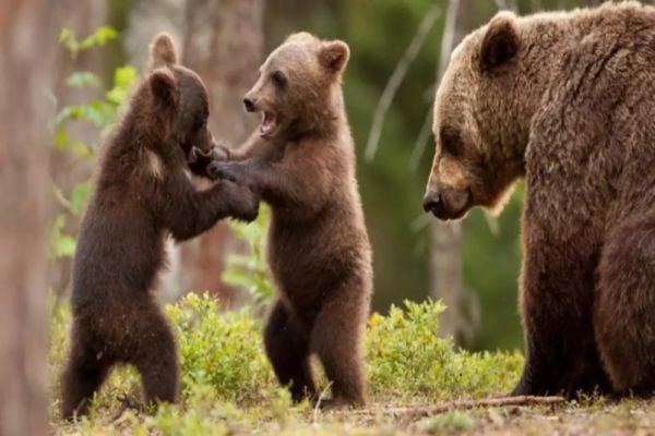 Legea ce permite "intervenţia imediată" împotriva urşilor şi în extravilanul localităţilor, promulgată de Iohannis