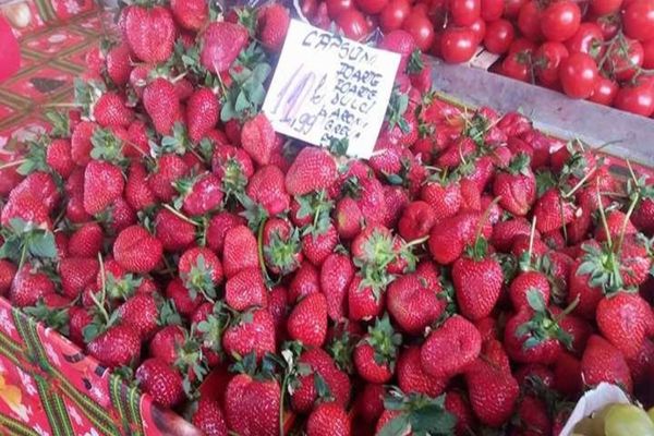 UDMR propune o nouă schemă de ajutor de stat pentru cultivatorii de căpșune