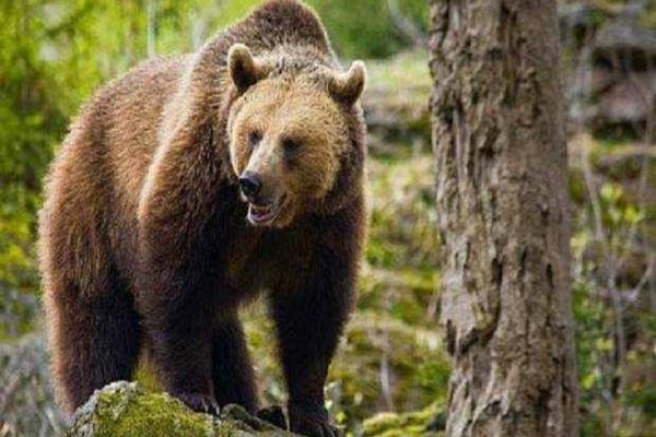 UN URS A INTRAT ÎN CURTEA PREŞEDINTELUI CONSILIULUI JUDEŢEAN HARGHITA