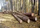 Ministrul Mediului, Tanczos Barna, anunță că sistemul SUMAL va deveni principala armă a României în lupta cu tăierile ilegale de pădure
